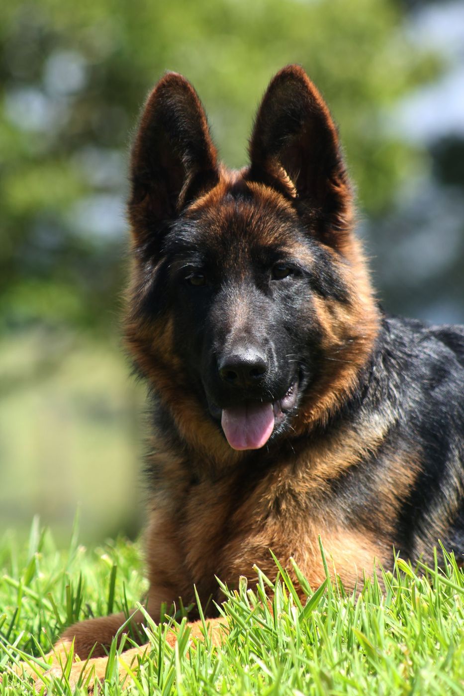 German Shepherd lying in grass and looking at the camera