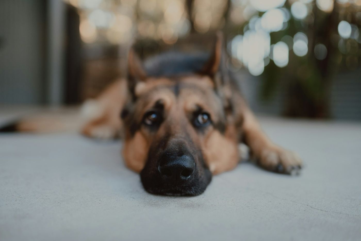 German Shepherd resting its chin on a smooth floor with a relaxed expression
