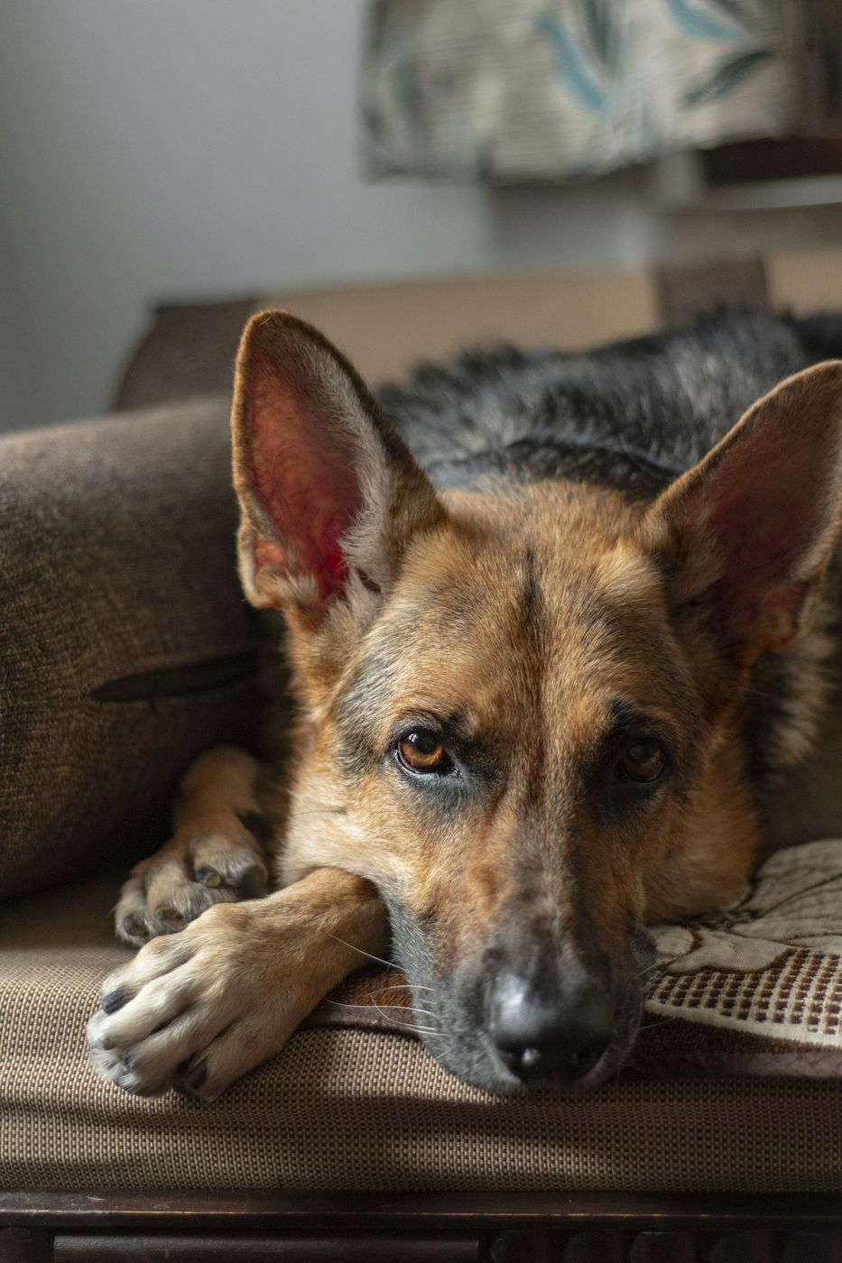German Shepherd resting its head on its front paws