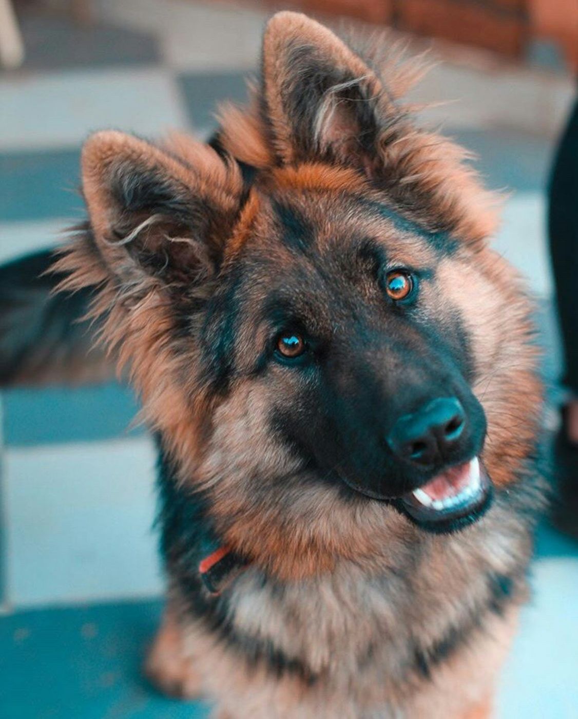 German Shepherd tilting its head with curious attention